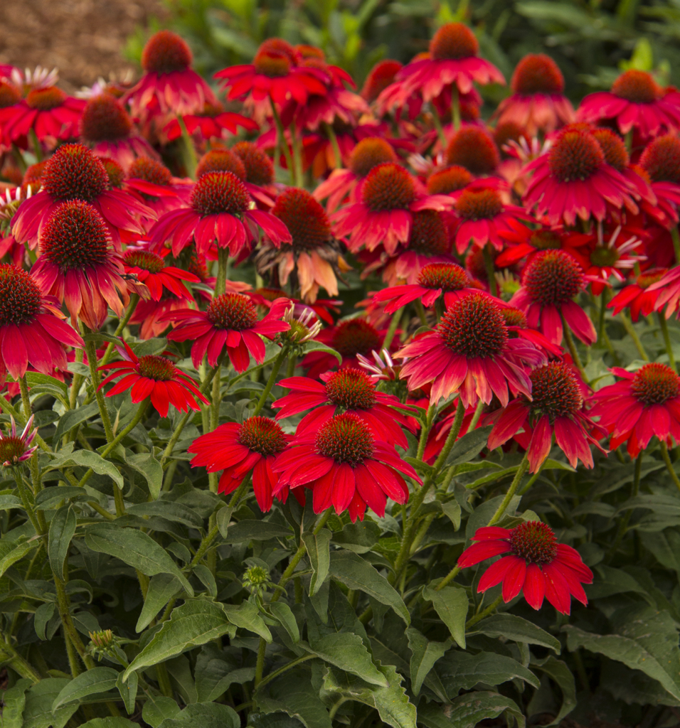 when to cut back purple coneflower