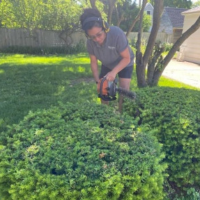 Shrub Trimming