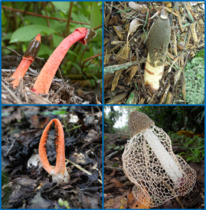 stinkhorns