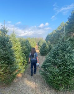 Our Crew Cutting Christmas Trees Down.